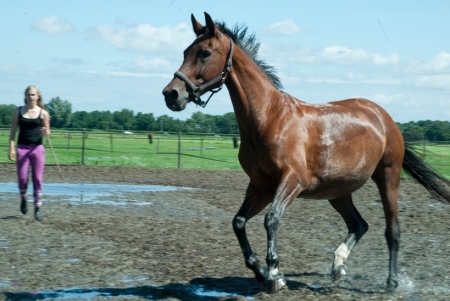 Paarden verzorgen en paardrijden